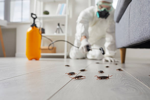 Commercial Kitchen Cockroach Control in Kingsbury